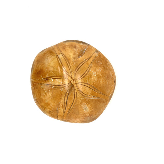 Polished Sand Dollar Fossil