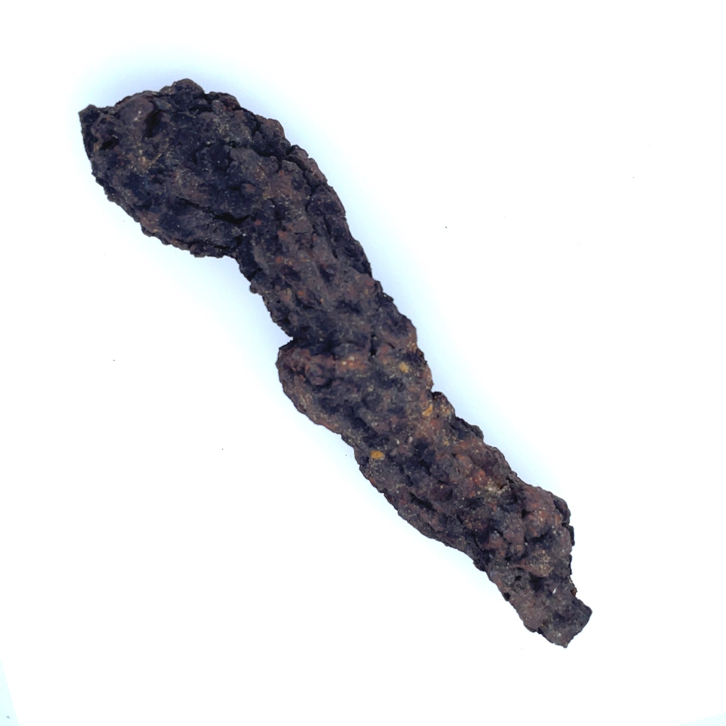 Coprolite