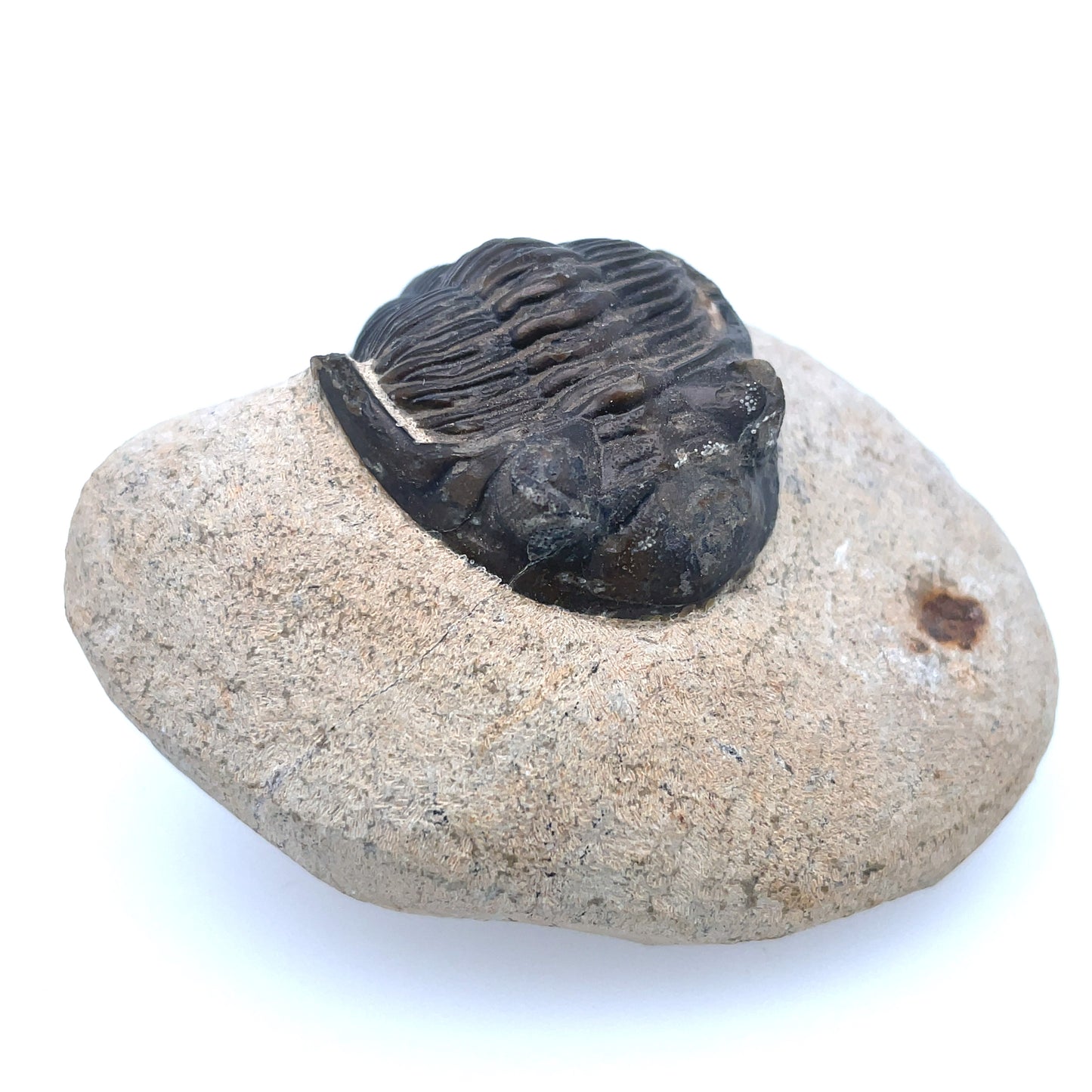 Fossilized Trilobite