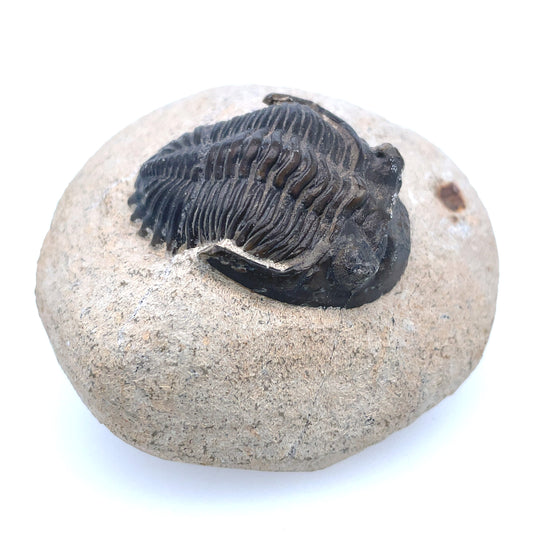 Fossilized Trilobite