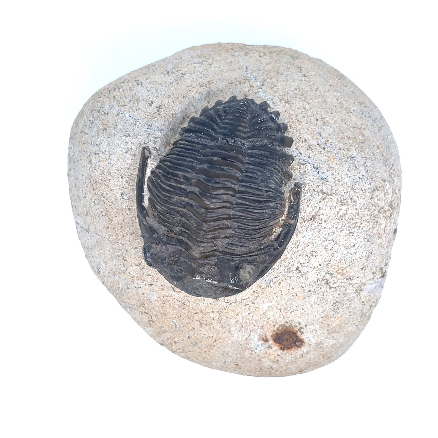 Fossilized Trilobite